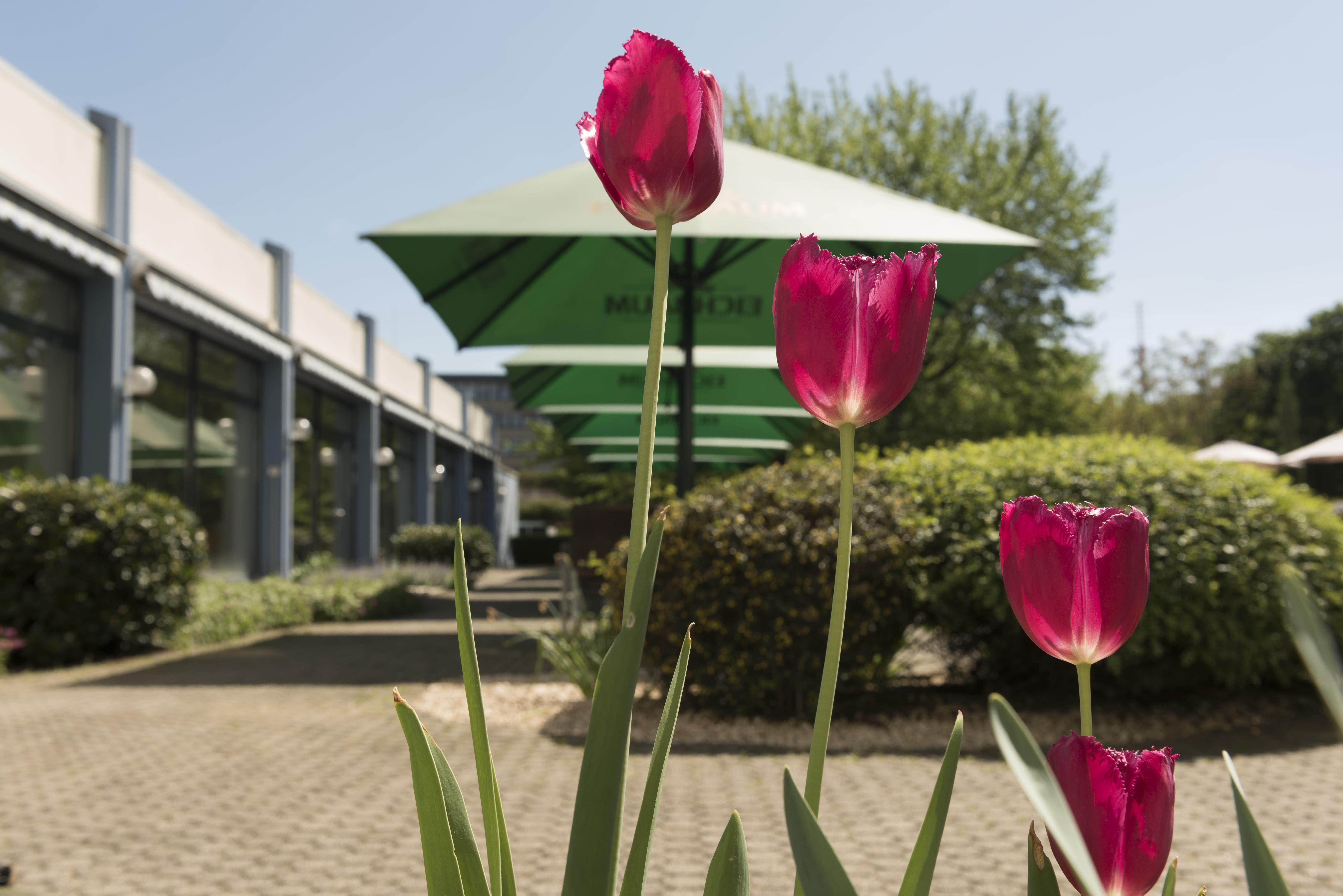 Mercure Hotel Mannheim Am Friedensplatz Eksteriør bilde